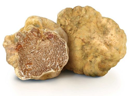tartufo_bianco1